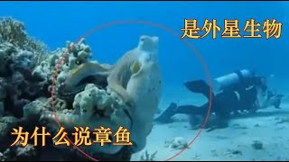 為什麽說章魚是外星生物？