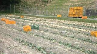 2012.6.2 淡路島で玉ねぎ収穫体験