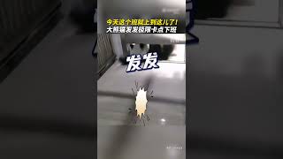 慢一秒都是对下班的不尊重！大熊猫“发发”在动物园关门铃响起时，急忙钻回门缝，工作人员无法阻止。来源@新华社快看 #大熊猫 #国宝 #发发 #下班 #shorts