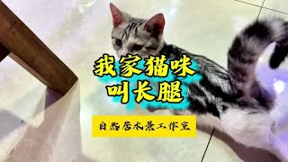 我家猫咪叫长腿 #玻璃缸中的大自然 #猫咪 #鱼缸造景 #养猫人~家庭和办公室的大自然【自然居水景记】