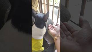 Window is an emotion 🙂 కిటికి కి నాకు ఉన్న అనుబంధం 😔 #dog #doglover #shortsviral #pets #pet