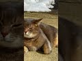 『猫の日の余韻を味わう猫』… 風野工房で暮らす雄猫さっちゃんと同居人のおばあちゃんの日々 保護猫 風の猫 さっちゃん