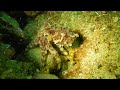 ヒョウモンダコ blue ringed octopus