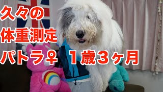 【もふもふ大型犬】パトラ♀１歳３ヶ月久々の体重測定‼️