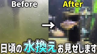 日頃の熱帯魚水槽の水換え。コケだらけの水槽を綺麗にしていく【アクアリウム】【テトラ水槽】