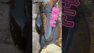 熊本県 天草 アオリイカKUROMANI TV