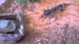 Australian Thicktail Gecko Smashing Crix....wmv