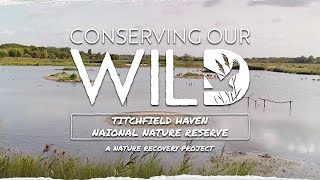 Conserving our Wild: Species recovery at Titchfield Haven National Nature Reserve