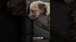 【愛犬】ヘッドマッサージしたら寝ちゃった