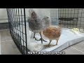 부르면 날아오는 닭 my pet chickens come flying when called