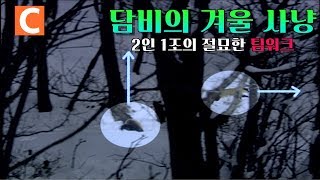 담비의 절묘한 팀워크 사냥