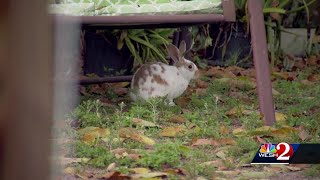 This Orange County neighborhood is overrun with wild bunnies