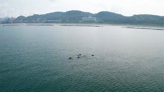 ミナミハンドウイルカ空撮／新潟県村上市／2024年8月4日