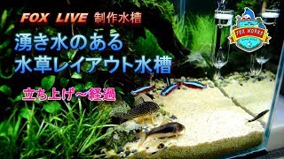 No.060　湧き水のある水草レイアウト水槽　立ち上げ～経過　FOX LIVE制作水槽