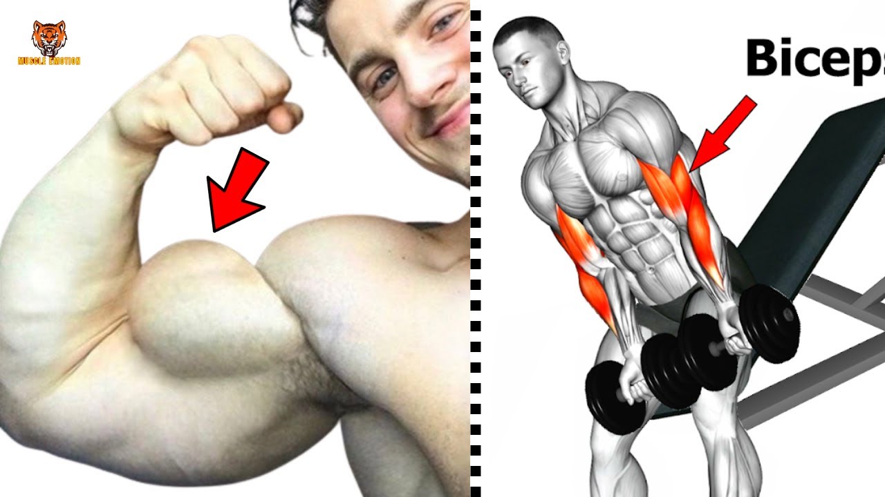 5 Best Biceps Workout At Gym Les Meilleurs Exercices Musculation