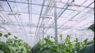 Large industrial vegetable production: modern eco-production