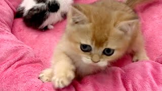 I will not give up! - Dad teases kitten Kira and mom cat