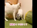 【動物病院】避妊手術をして激ヘコみする猫【おしゃべりする猫】 【猫アテレコ】