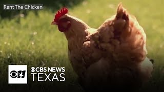 Egg shortage worsens due to bird flu outbreak leaving North Texans scrambling