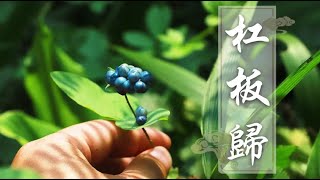 田边带刺的藤蔓，有极高的药用价值，很多农民还不清楚它是草药 - 集草行