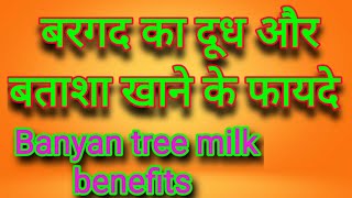 BARGED TREE//BANYAN TREE//बरगद का दूध //HEALTH PROBLEMS[banyantree]banyan use in ayurvedic