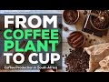 From Coffee Plant to Cup Coffee | Production in South Africa