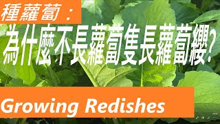 種蘿蔔：為什麼種蘿蔔不長蘿蔔 隻長蘿蔔纓?Growing Daikon Radishes: Why Do You Grow Daikon Radishes and Only Get Leaves?