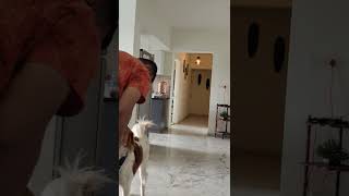 Milo showing FETCH Skills