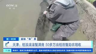 [第一时间]金秋“丰”景 天津：稻浪滚滚蟹满膏 50多万亩稻田蟹助农增收|CCTV财经