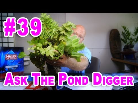 How to Control Pond Algae - Ask #39 How to Control Pond Algae - Ask #39