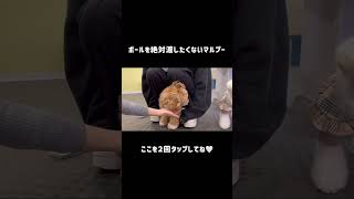 【マルプー】ボールを絶対渡したくないマルプー