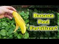 Banana Peel Fertilizer - 3 Ways To Use Banana Skins In Your Garden!