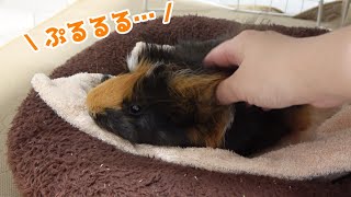 モルモットもるちゃん、リビングでプイプイくつろぎ中。　Guinea Pig Relaxing in the living room