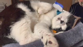 【Vlog】猫の名前の付け方