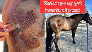 Piper The Pony gets a heart clipping design! Here’s how we clipped these hearts into her winter coat