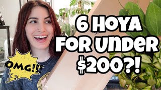 6 HOYA FOR UNDER $200!?! 🌿✨️ HUGE Hoya Haul From Gardino Nursery!!🩷 houseplant u