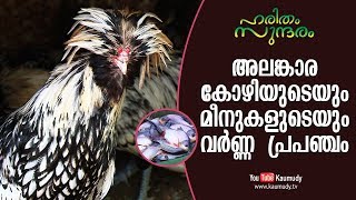 The colourful world of ornamental roosters/hens and Fishes | Haritham Sundaram | EP 184