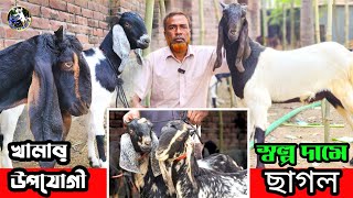 উন্নত জাতের তোতাপুরী বিটল হরিয়ানা ক্রছ জাতের ছাগল কিনুন পম পাথুরিয়া আলিম ভাইয়ের ফার্মে 🥰