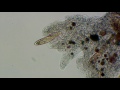 Amoeba stalks and captures paramecia to original music