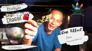 รีวิวกัญชาสายพันธุ์ Sour Diesel ปลูกแบบ Outdoor พร้อมต้มไก่ใส่กัญชา  | Taste High EP.4