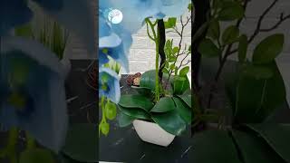 Phalaenopsis Aphrodite || Haemanthus Albiflos || Baby rubberplant || Artificial Plant