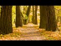 Wait on The Lord In The Secret Place  Instrumental Worship & Prayer Music with 🍁 Autumn Scene
