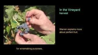 In the Vineyard: Harvest