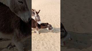 #donkey #gadha #pets #youtube