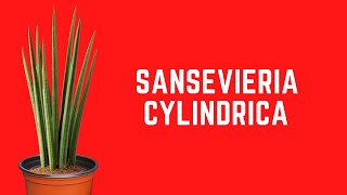 || SANSEVIERIA CYLINDRICA  CARE TIPS ||