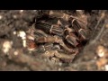 my tarantula molting in time lapse e. campestratus june 18 2013