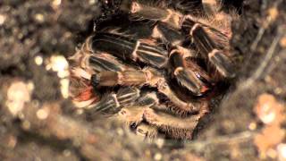 My Tarantula Molting In Time Lapse - e. campestratus June 18, 2013