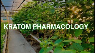 Hamilton Morris talks with Dr. Oliver Grundmann about kratom pharmacology