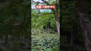 京都大原野神社 鯉沢の池とよもぎ団子 #shorts #京都 #大原野神社 #春日乃茶屋 #よもぎ団子 #鯉沢の池 #京都