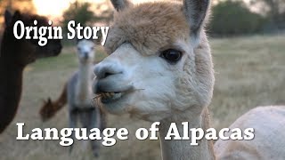 Word Origin of Alpaca/Cria | Am I saying it wrong?